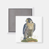 Peregrine Falcon Magneet (Voorkant / Achterkant)