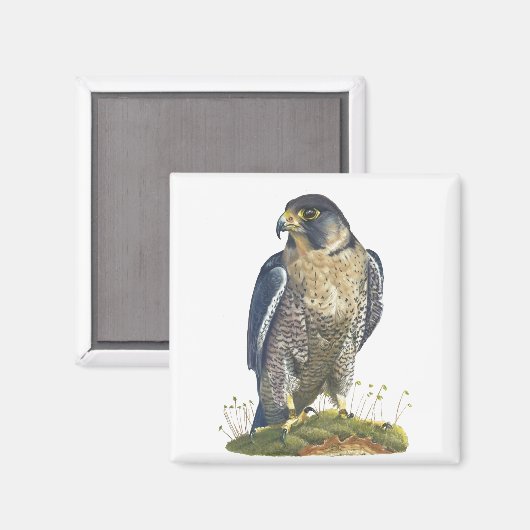 Peregrine Falcon Magneet (Voorkant / Achterkant)