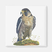 Peregrine Falcon Magneet (Voorkant)