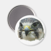 Peregrine Falcon Magneet (Voorkant / Achterkant)