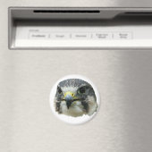 Peregrine Falcon Magneet (Insitu (Vaatwasser))