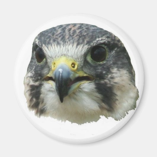 Peregrine Falcon Magneet (Voorkant)