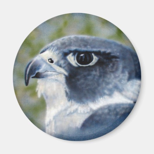Peregrine Falcon Magnet (Voorkant)
