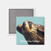 Peregrine Falcon Magnet (Voorkant / Achterkant)