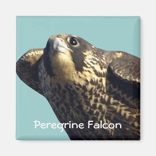 Peregrine Falcon Magnet (Voorkant)