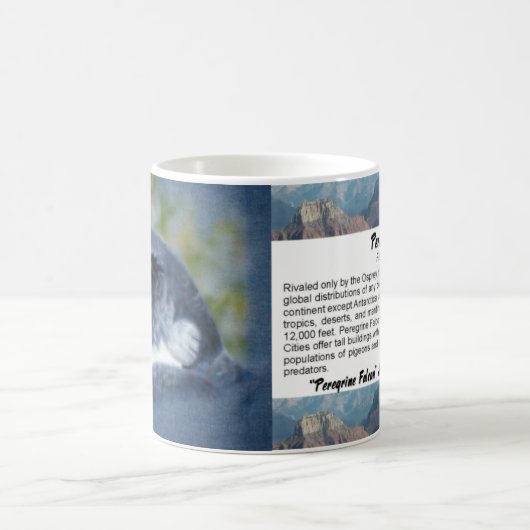 Peregrine Falcon-Mok Koffiemok (Center)