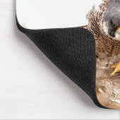 Peregrine Falcon Muismat (Hoek)