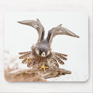 Peregrine Falcon Muismat