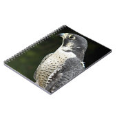 Peregrine Falcon Natuur Foto Notitieboek (Linkerzijde)