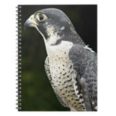 Peregrine Falcon Natuur Foto Notitieboek (Voorkant)