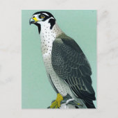 Peregrine Falcon - Natuur Wildlife Bird Art Card Briefkaart (Voorkant)