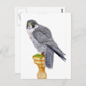 Peregrine Falcon on block briefkaart (Voorkant / Achterkant)
