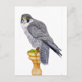 Peregrine Falcon on block briefkaart