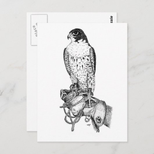 Peregrine Falcon on block briefkaart (Voorkant / Achterkant)