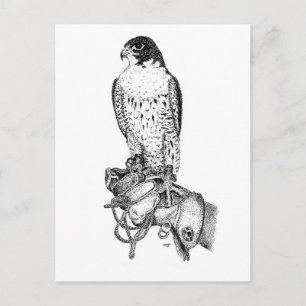 Peregrine Falcon on block briefkaart
