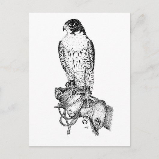 Peregrine Falcon on block briefkaart (Voorkant)
