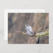 Peregrine Falcon op het Palisades Interstate Park Briefkaart (Voorkant / Achterkant)