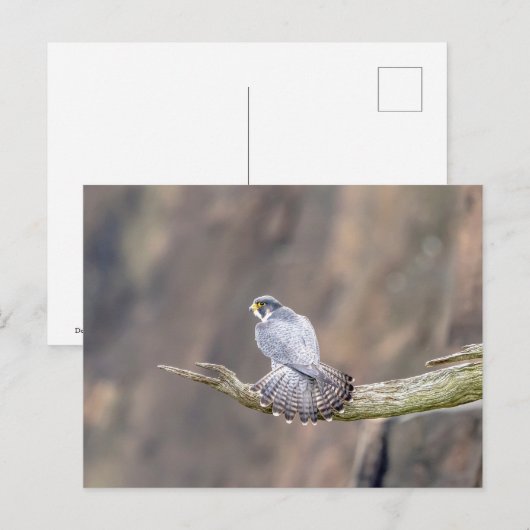 Peregrine Falcon op het Palisades Interstate Park Briefkaart (Voorkant / Achterkant)