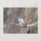 Peregrine Falcon op het Palisades Interstate Park Briefkaart (Voorkant)