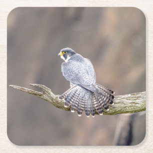Peregrine Falcon op het Palisades Interstate Park Kartonnen Onderzetters