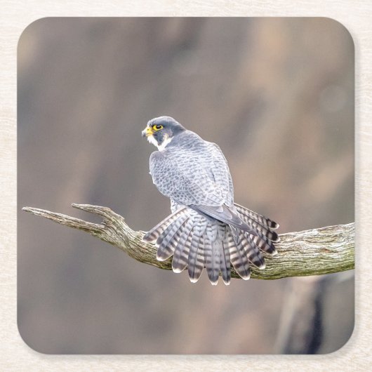 Peregrine Falcon op het Palisades Interstate Park Kartonnen Onderzetters (Voorkant)