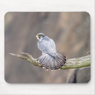 Peregrine Falcon op het Palisades Interstate Park Muismat