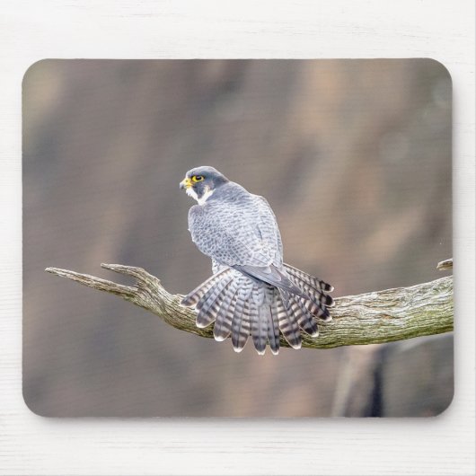 Peregrine Falcon op het Palisades Interstate Park Muismat (Voorkant)