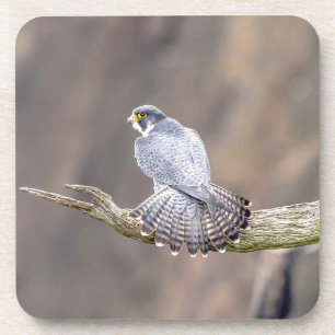 Peregrine Falcon op het Palisades Interstate Park Onderzetter