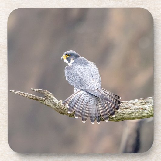 Peregrine Falcon op het Palisades Interstate Park Onderzetter (Voorkant)