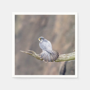 Peregrine Falcon op het Palisades Interstate Park Servet
