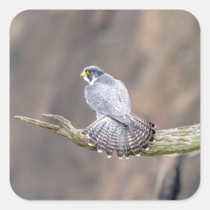 Peregrine Falcon op het Palisades Interstate Park Vierkante Sticker