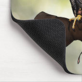 Peregrine Falcon over handschoen Muismat (Hoek)