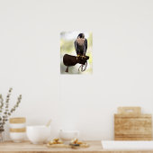 Peregrine Falcon over handschoen Poster (Keuken)