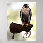 Peregrine Falcon over handschoen Poster (Voorkant)