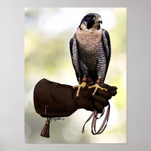 Peregrine Falcon over handschoen Poster (Voorkant)