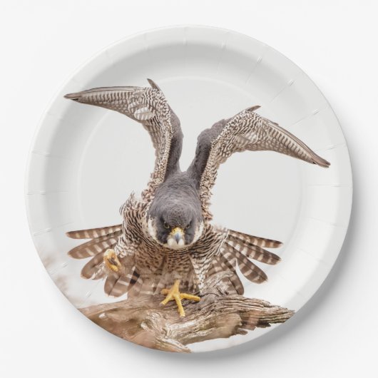Peregrine Falcon Papieren Bordje (Voorkant)