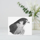 Peregrine Falcon-Pencil Briefkaart (Staand voorkant)