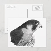 Peregrine Falcon-Pencil Briefkaart (Voorkant / Achterkant)