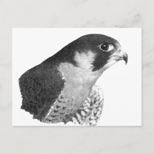 Peregrine Falcon-Pencil Briefkaart