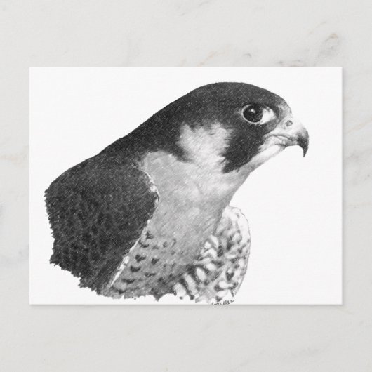 Peregrine Falcon-Pencil Briefkaart (Voorkant)
