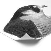 Peregrine Falcon-Pencil Poster (Hoek)