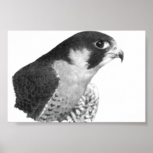Peregrine Falcon-Pencil Poster (Voorkant)