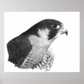 Peregrine Falcon-Pencil Poster (Voorkant)