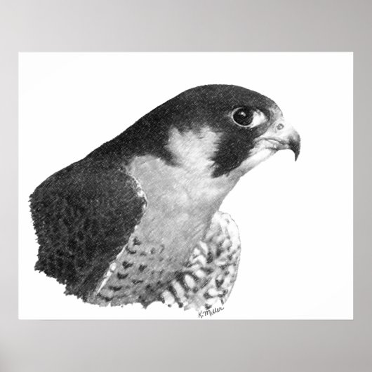 Peregrine Falcon-Pencil Poster (Voorkant)