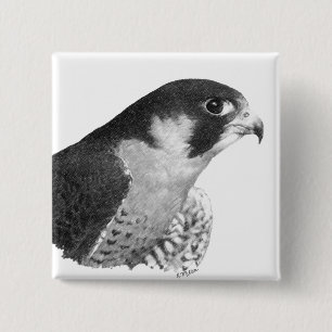 Peregrine Falcon-Pencil Vierkante Button 5,1 Cm