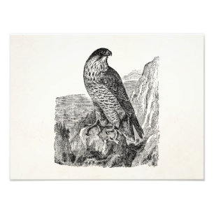 peregrine Falcon Personalized Retro Birds Foto Afdruk