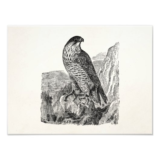 peregrine Falcon Personalized Retro Birds Foto Afdruk (Voorkant)