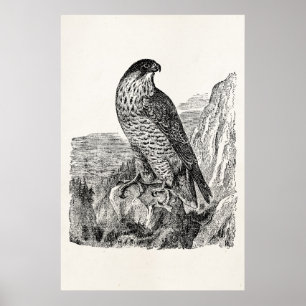 peregrine Falcon Personalized Retro Birds Poster