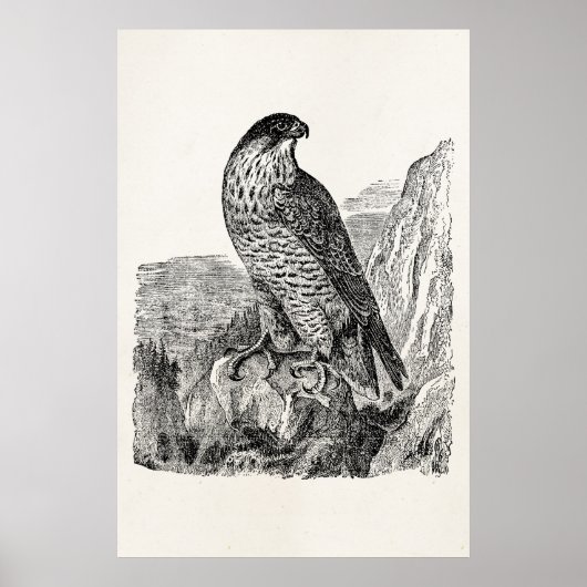 peregrine Falcon Personalized Retro Birds Poster (Voorkant)