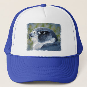 Peregrine Falcon Pet